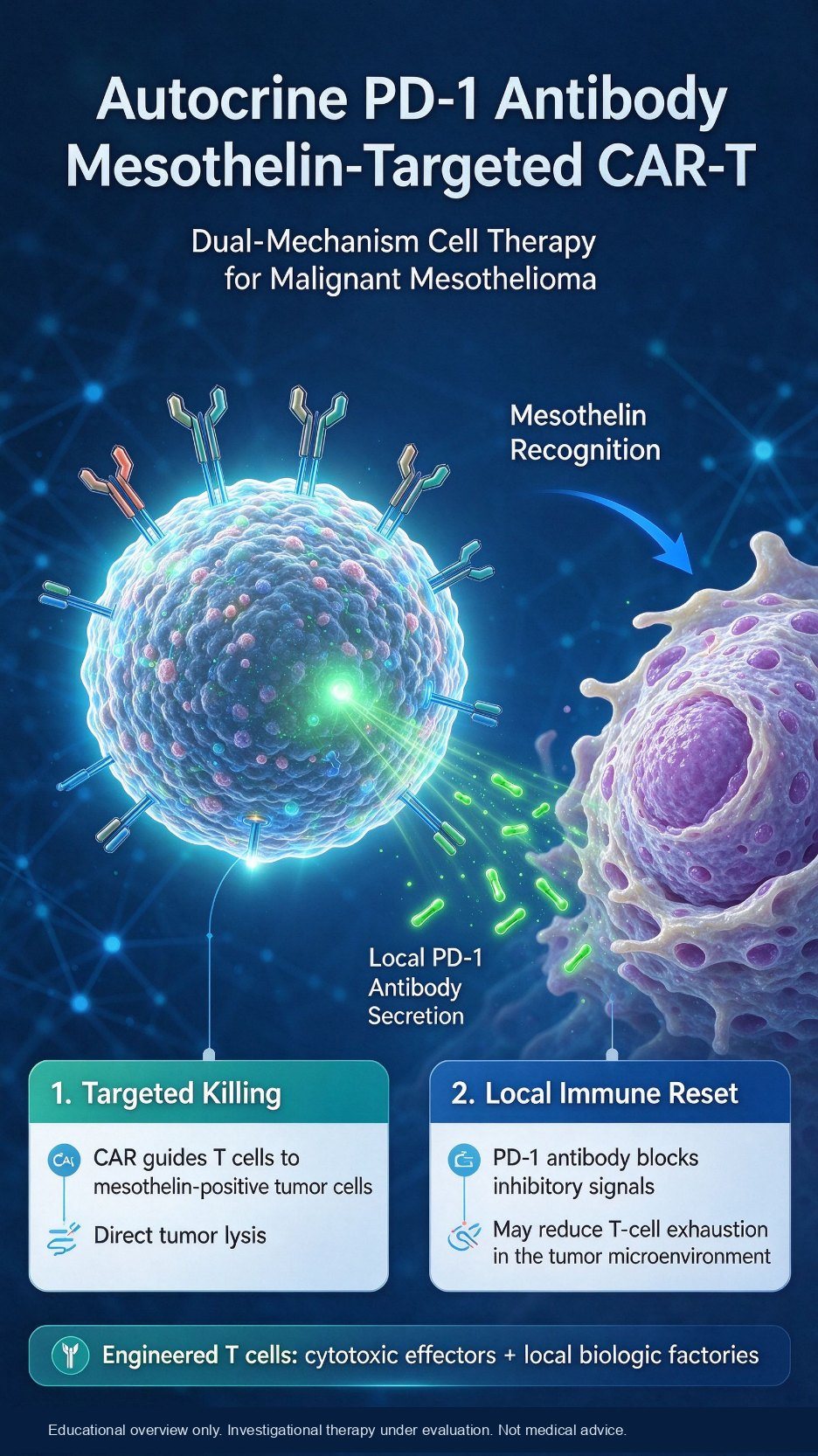 The CAR-T recognizes mesothelin and kills tumor cells, while secreting a PD-1 antibody locally to push back immune suppression inside the solid tumor